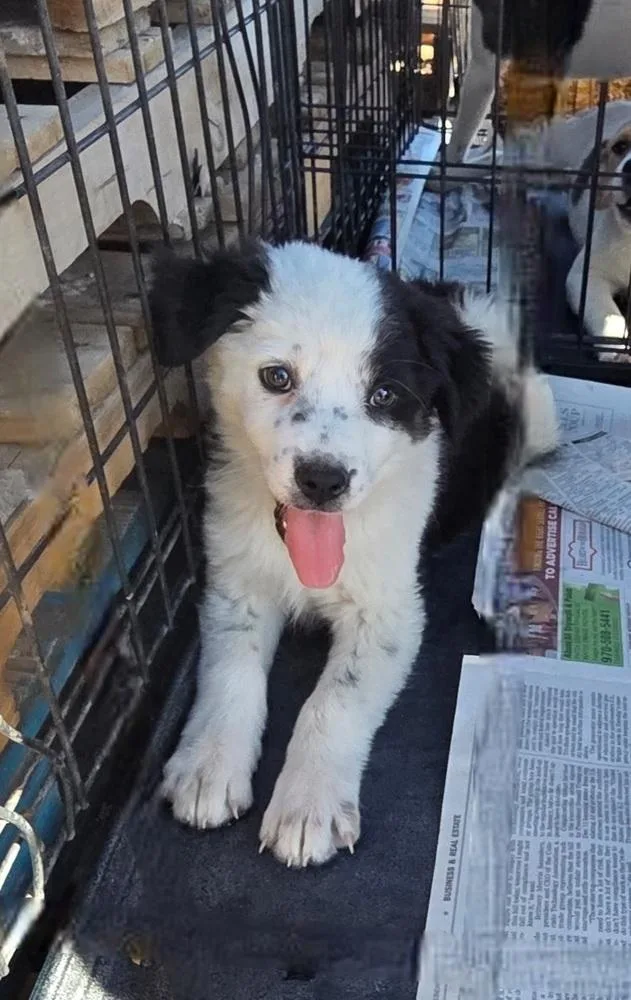 A baby medium-sized female Tricolor (Brown, Black, & White) Border Collie dog named Mia for adoption in Evergreen, CO