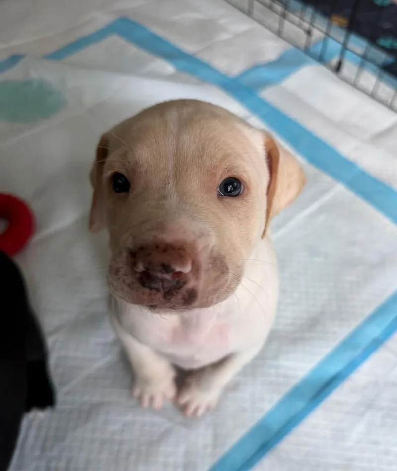 A baby medium-sized male White / Cream Catahoula Leopard Dog dog named Baby Ember for adoption in Washington, DC