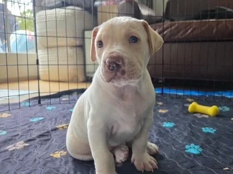 Baby Ember thumbnail 3