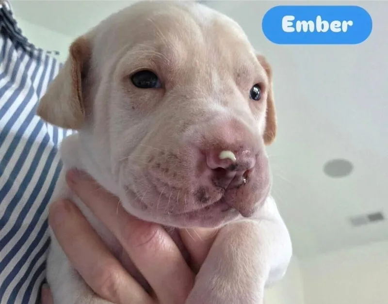Baby Ember thumbnail 4