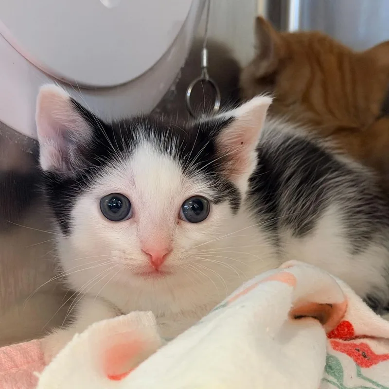 A baby small-sized female Black Domestic Short Hair cat named Ravioli for adoption in Los Angeles, CA