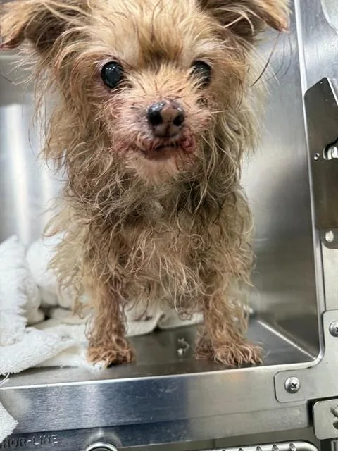 Coco