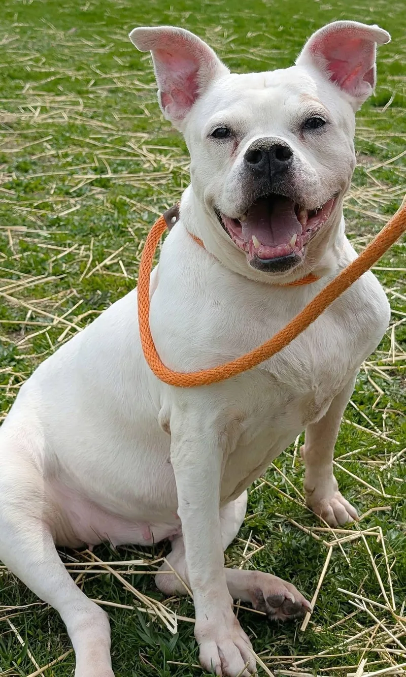 A senior large-sized female Bulldog dog named Bella for adoption in Crestwood, IL