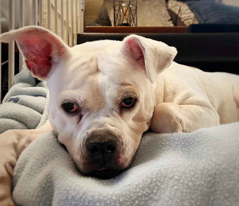 Bella thumbnail 3