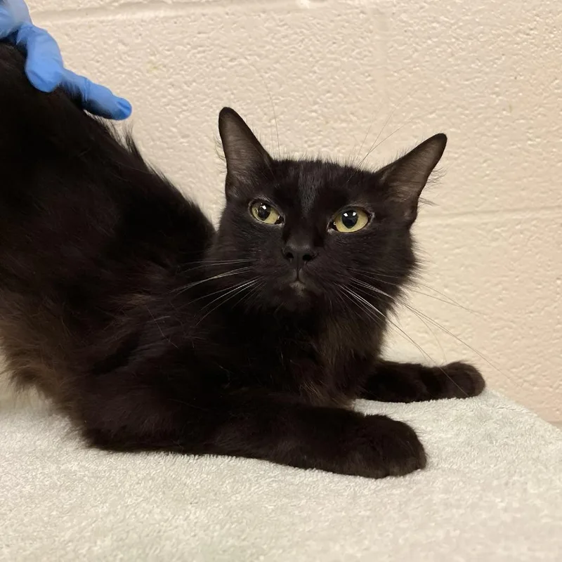 A young medium-sized female Black Domestic Medium Hair cat named SVASStray for adoption in Lyndhurst, VA