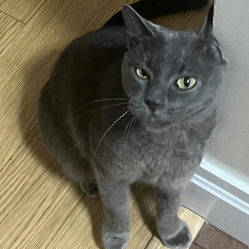 An adult large-sized male Gray / Blue / Silver Domestic Short Hair cat named Lillipad for adoption in New York, NY