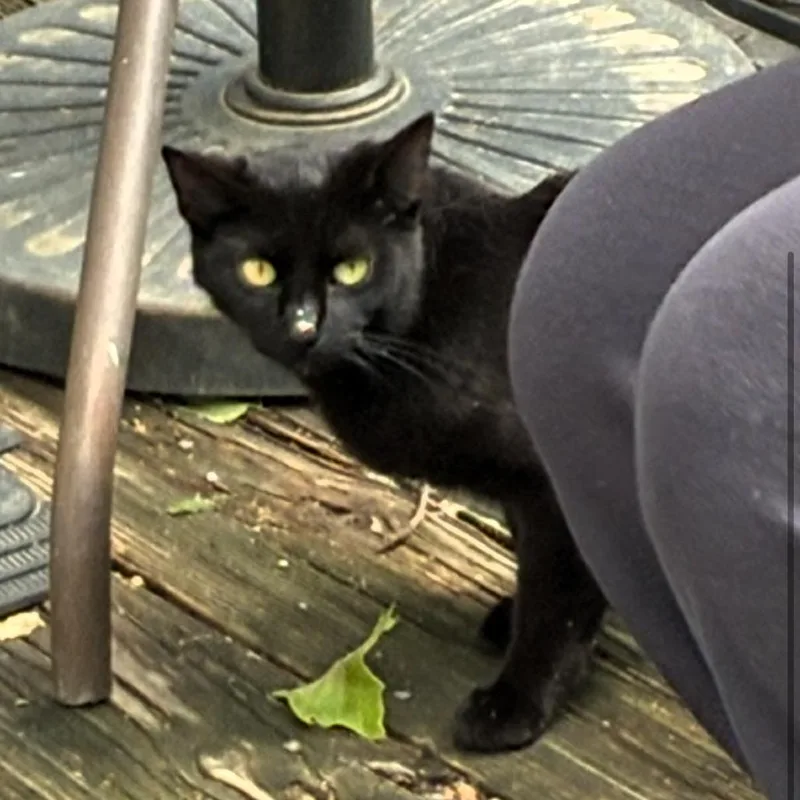A young medium-sized female Black Domestic Short Hair cat named Margo for adoption in Shawnee, KS