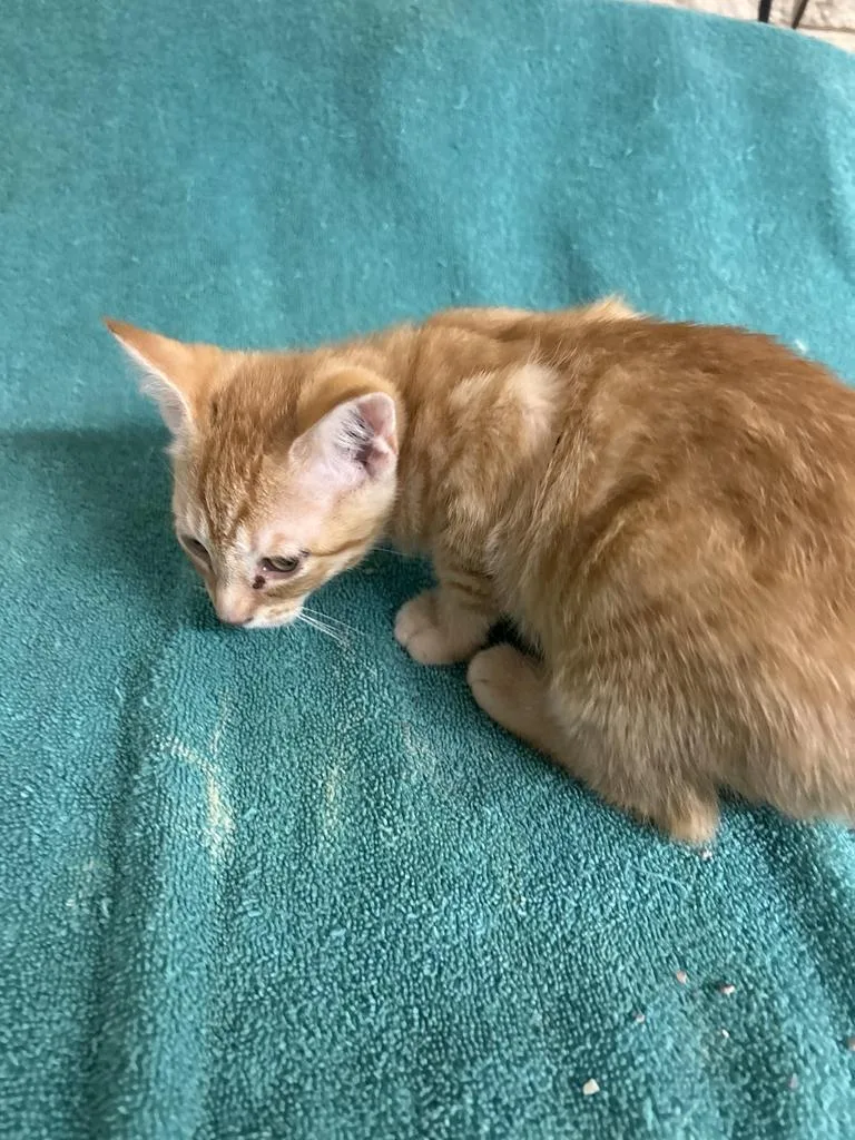 A baby small-sized male Domestic Short Hair cat named Bindy for adoption in Rocky Mount, NC
