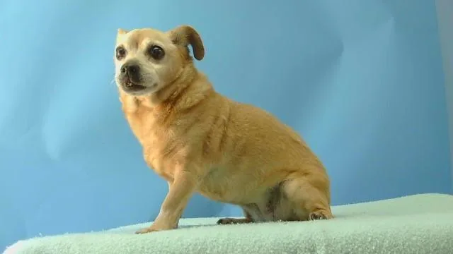 A senior small-sized female Chihuahua dog named Cinnamon for adoption in Gardena, CA