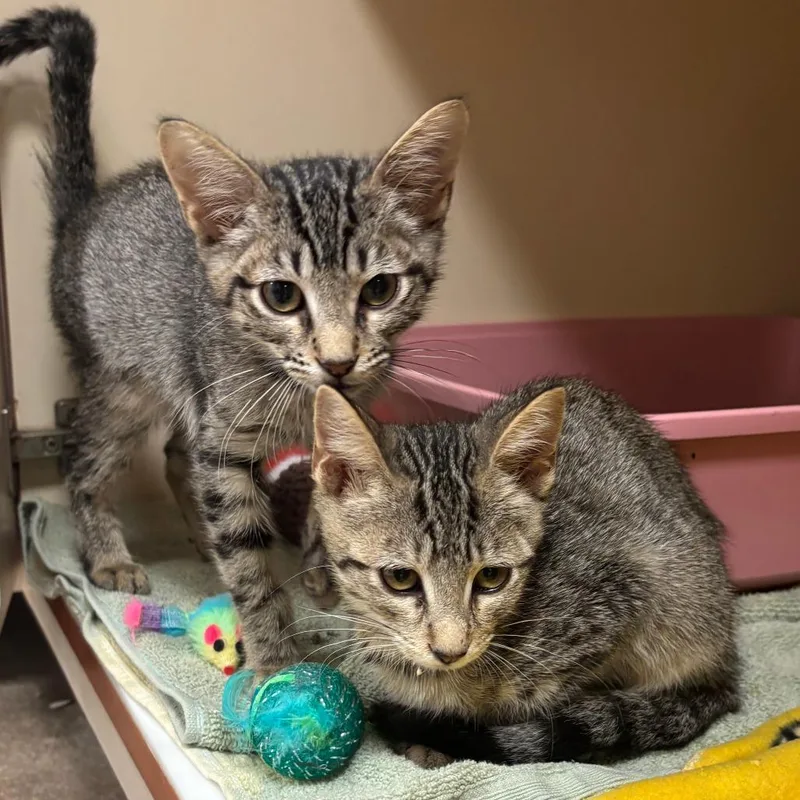 A baby small-sized female Gray / Blue / Silver Domestic Short Hair cat named Beebo for adoption in South Elgin, IL