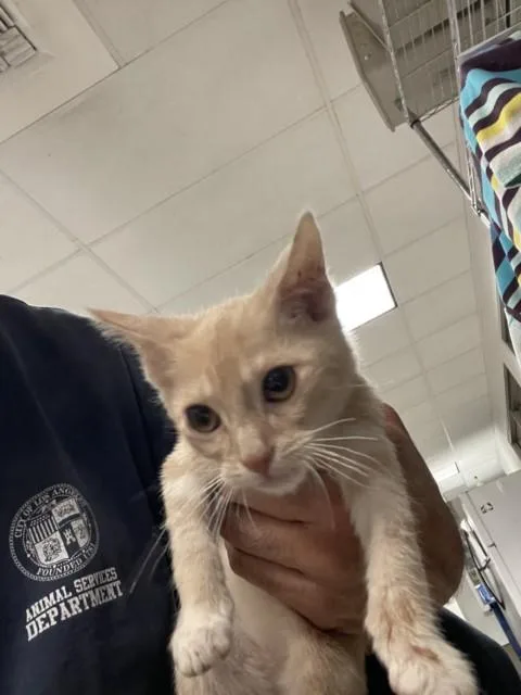 A baby small-sized male Domestic Short Hair cat named Levi for adoption in Van Nuys, CA