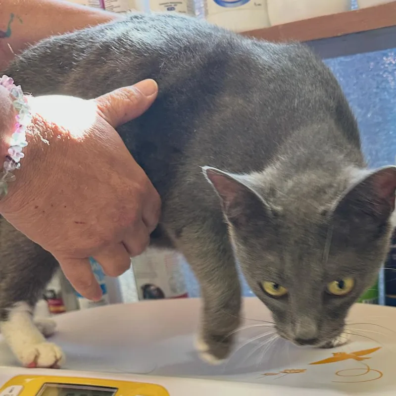 An adult medium-sized female Gray / Blue / Silver Domestic Short Hair cat named Skye for adoption in Corinth, MS