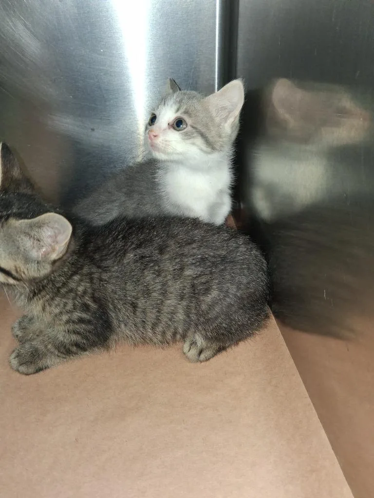 A baby small-sized male Domestic Short Hair cat named Pawn for adoption in Cartersville , GA