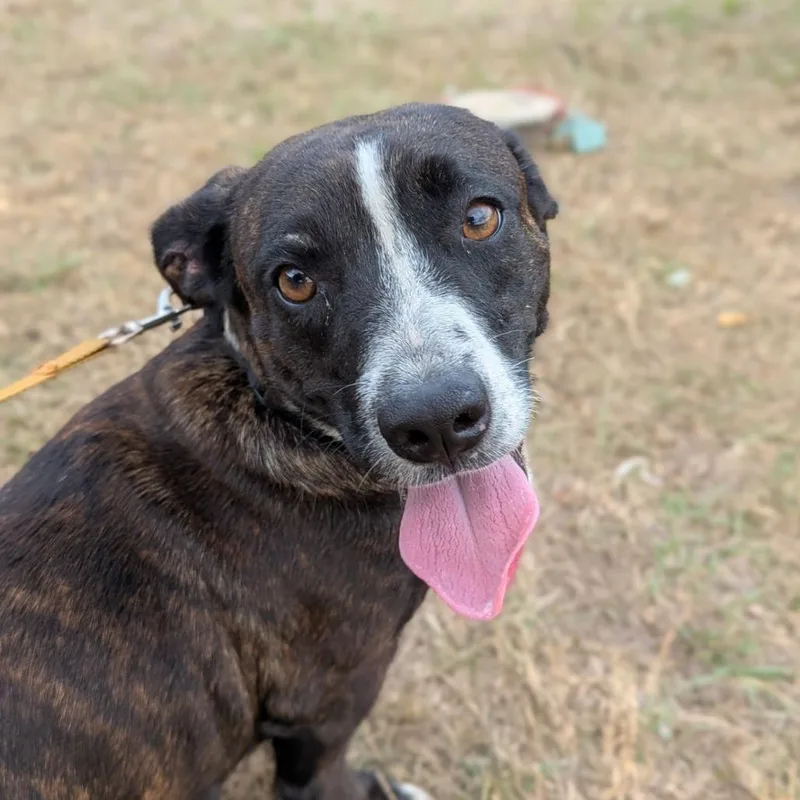 Duchess Esme Wigglebutt The