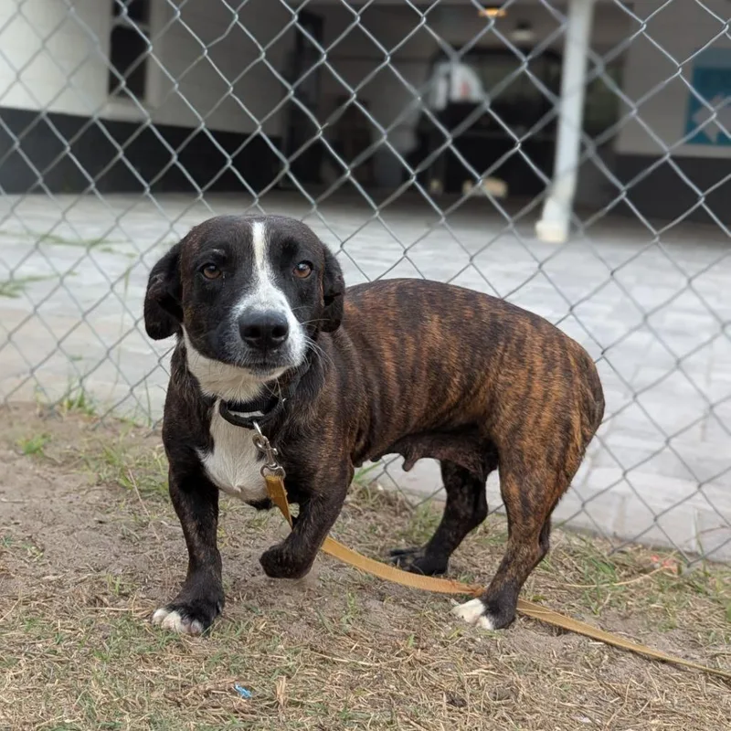 Duchess Esme Wigglebutt The thumbnail 3