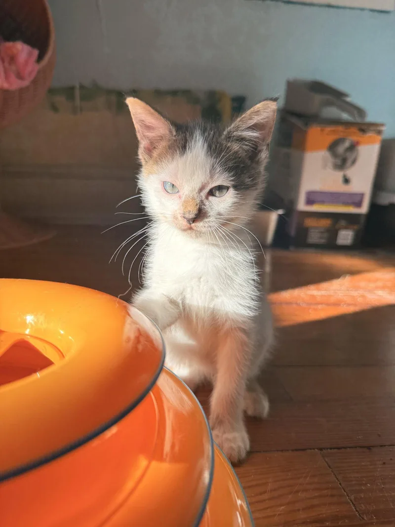 A baby medium-sized male Brown / Chocolate Domestic Short Hair cat named Breadstick for adoption in Herndon, VA