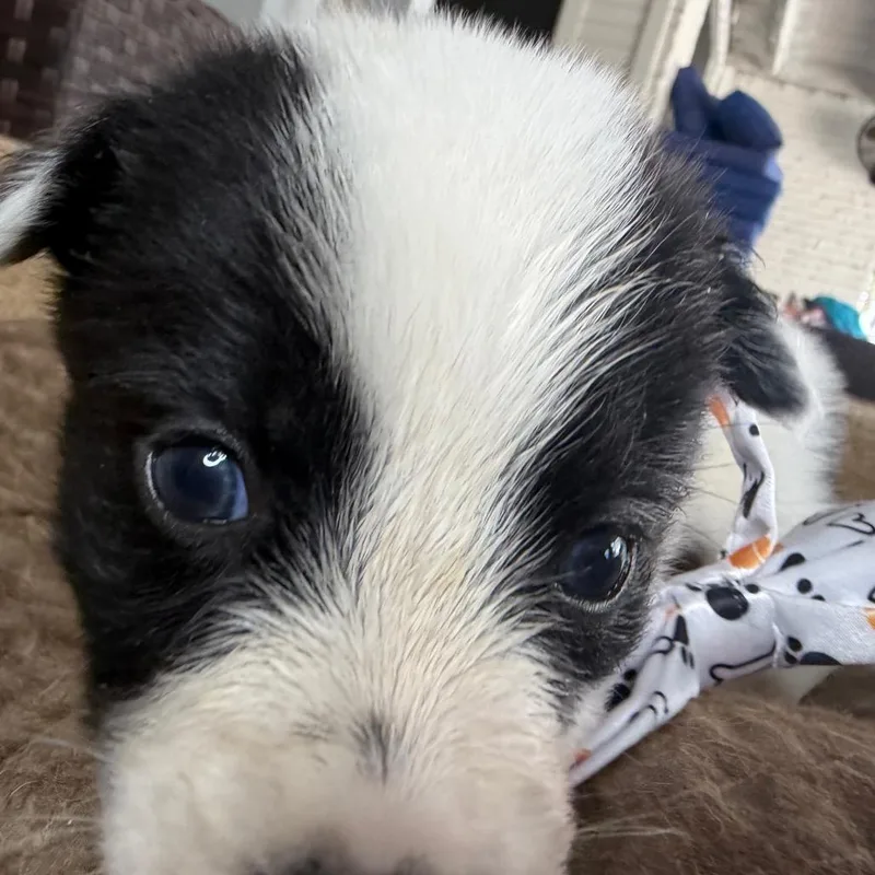 Bevo