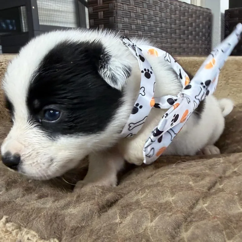 Bevo thumbnail 2