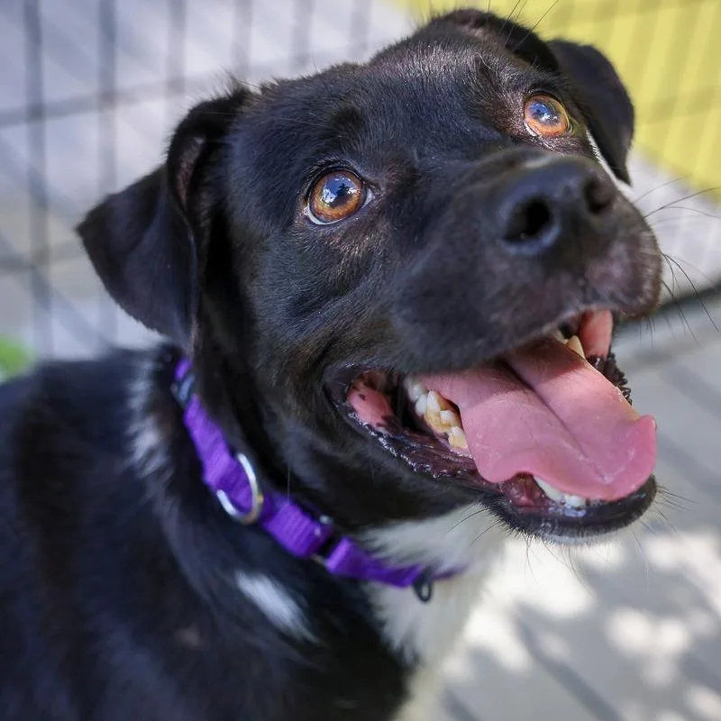 An adult medium-sized male Black Mixed Breed dog named Denny for adoption in Bradenton, FL