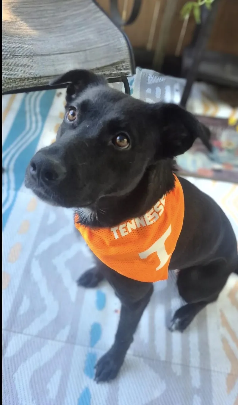 A young medium-sized female Black Labrador Retriever dog named Lady for adoption in Maryville, TN