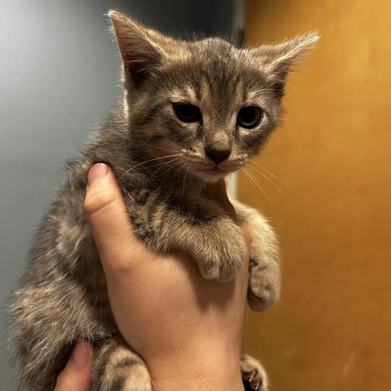 A baby small-sized female Gray / Blue / Silver Domestic Short Hair cat named Fay for adoption in Chattanooga, TN