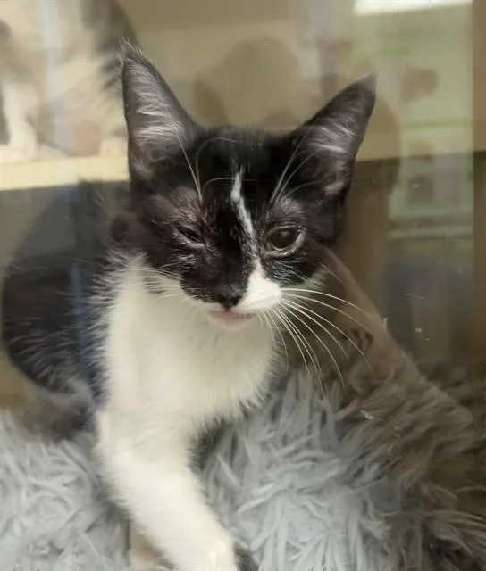A baby small-sized male Domestic Short Hair cat named Deano for adoption in Louisville, KY