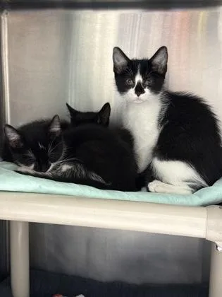 A baby small-sized male Domestic Short Hair cat named Mochi for adoption in Madison, NJ