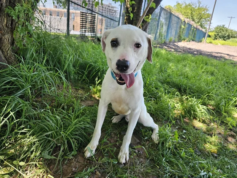 Horchata thumbnail 2