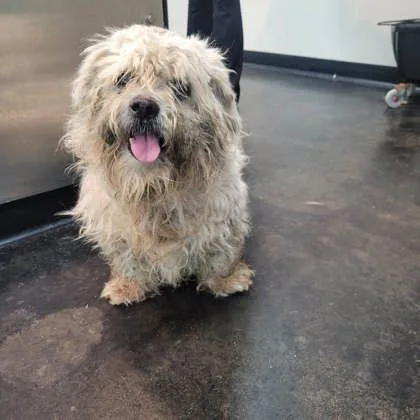 A senior medium-sized male Mixed Breed dog named Daryl for adoption in Memphis, TN