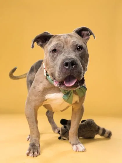 An adult medium-sized male Pit Bull Terrier dog named Mello Fellow for adoption in Atlanta, GA