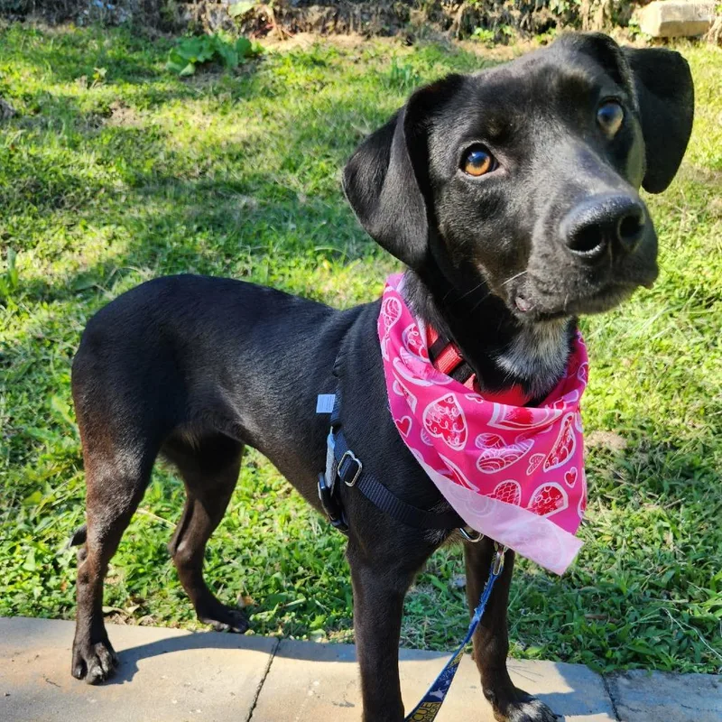 A young medium-sized female Black Hound dog named Sally for adoption in Falls Church, VA