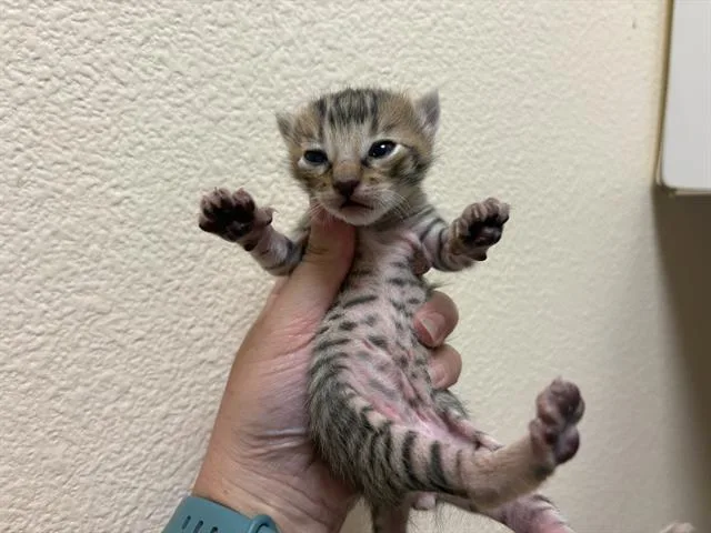 A baby small-sized male Domestic Short Hair cat named Daredevil for adoption in Fairfield, CA