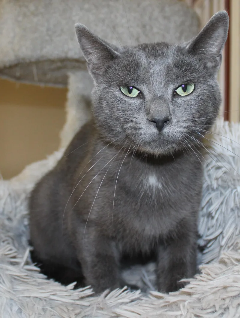 An adult medium-sized male Gray / Blue / Silver Domestic Short Hair cat named Odie for adoption in Huron, SD