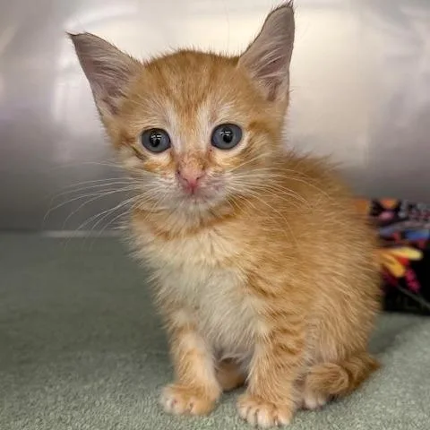A baby small-sized female Orange / Red Domestic Short Hair cat named Fender for adoption in Lake Panasoffkee, FL