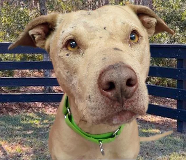 An adult large-sized male Pit Bull Terrier dog named Herman for adoption in Tucson, AZ