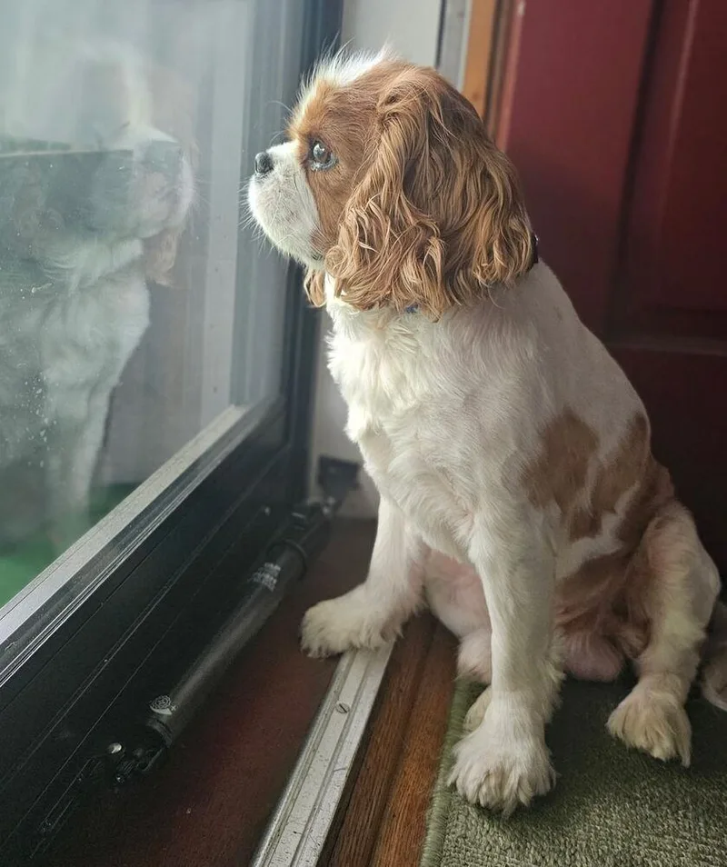 An adult small-sized male Cavalier King Charles Spaniel dog named Gus for adoption in New Albany, OH