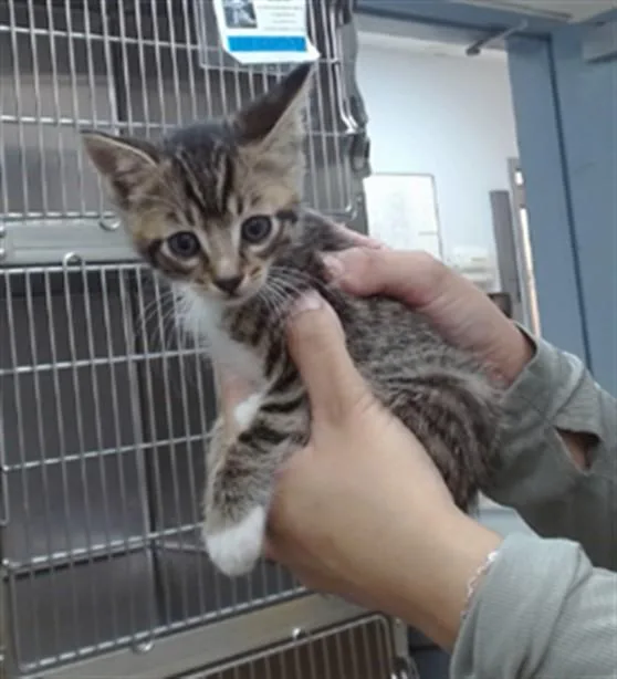 A baby medium-sized male Domestic Short Hair cat named Milo for adoption in Salinas, CA