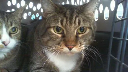An adult large-sized male Domestic Short Hair cat named Bagel for adoption in Charlotte, NC