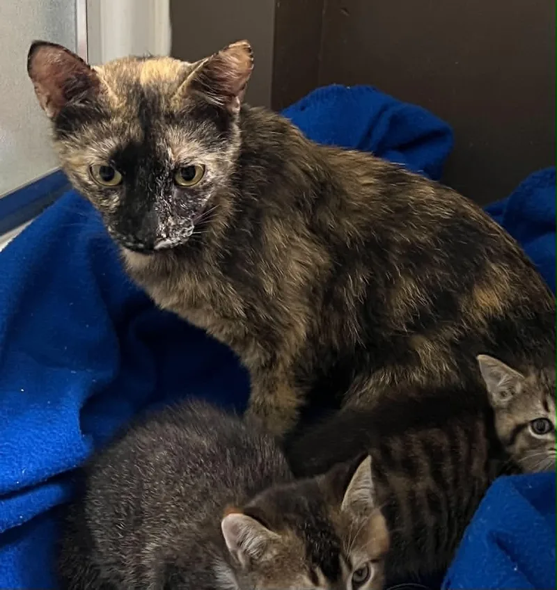 An adult medium-sized female Tortoiseshell Domestic Short Hair cat named Kiki for adoption in Overland Park, KS