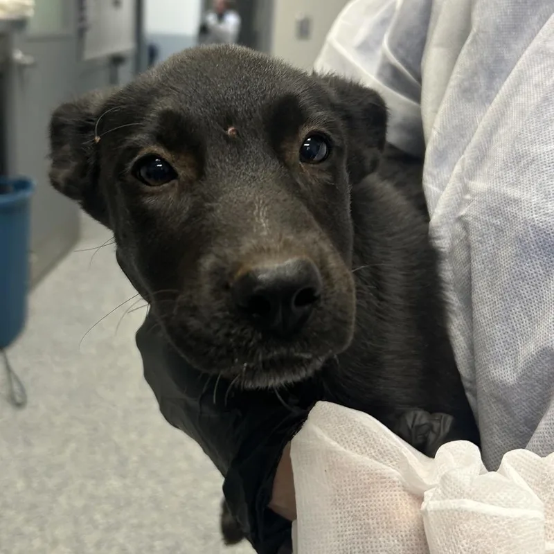 A baby small-sized female Black Mixed Breed dog named Stacey for adoption in Greenville, SC