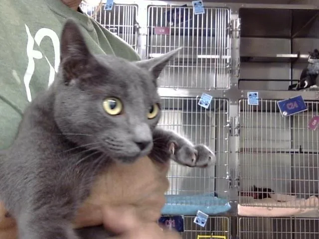 A young large-sized male Domestic Short Hair cat named Bylan for adoption in Pasadena, TX