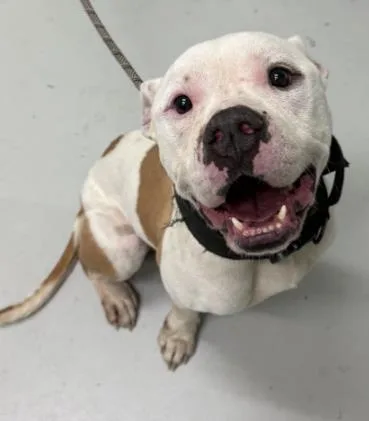 An adult large-sized male Mixed Breed dog named Dalton for adoption in Savannah, GA