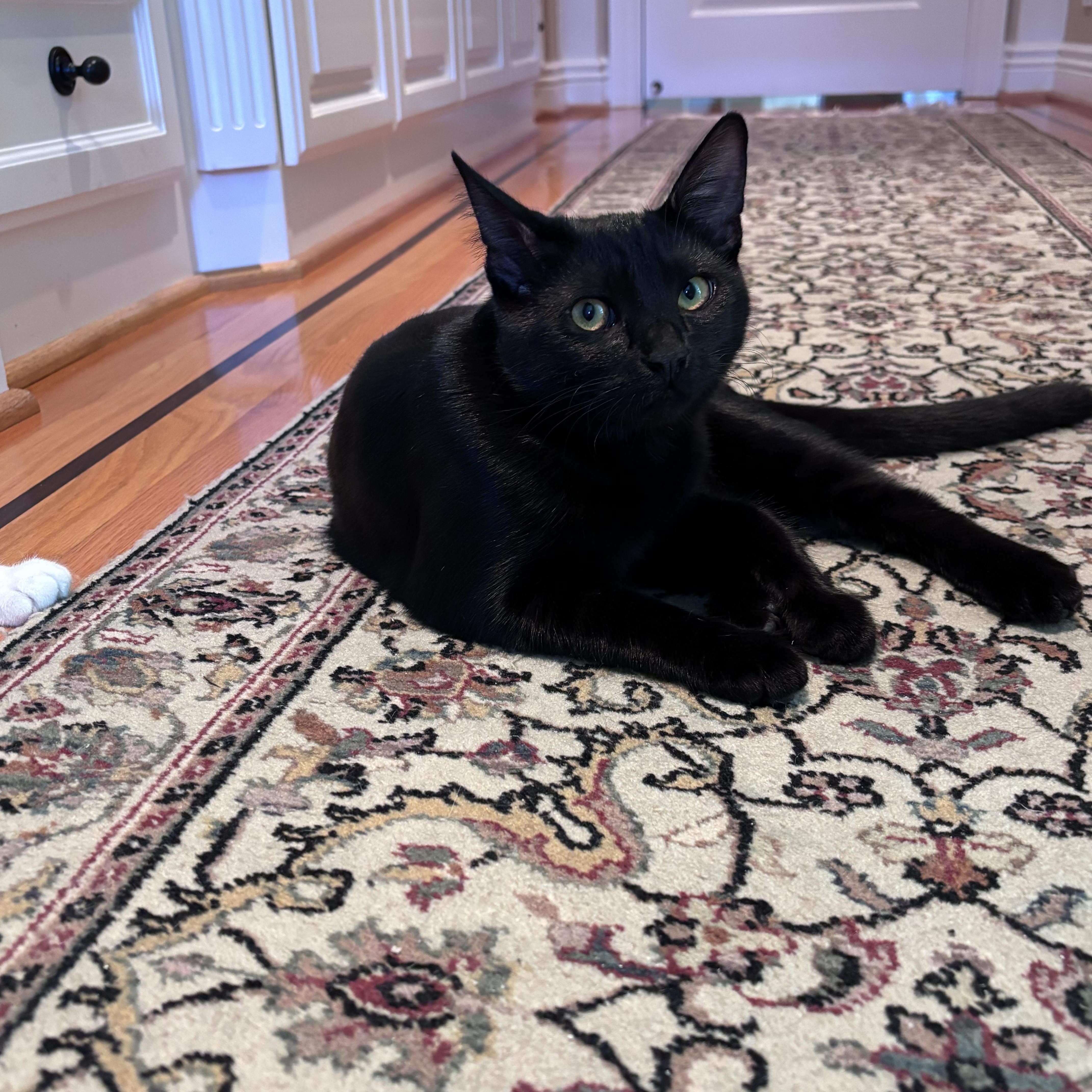 A baby medium-sized female Black Domestic Short Hair cat named Fresno for adoption in Los Gatos, CA