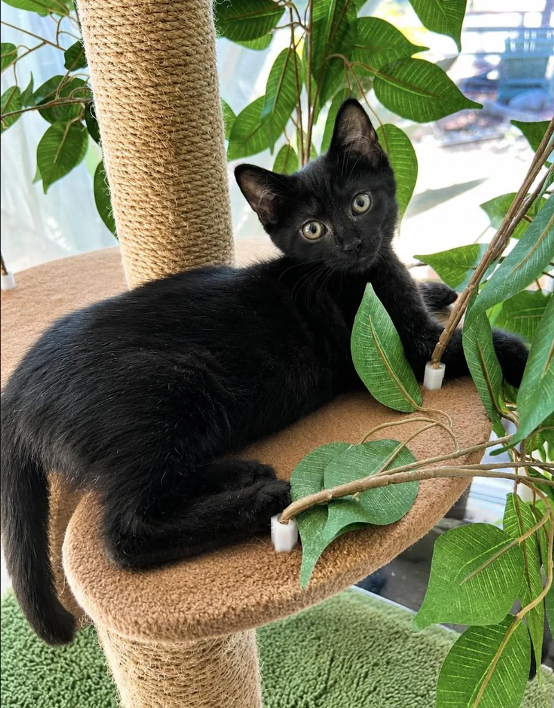 Miss Jackie Black