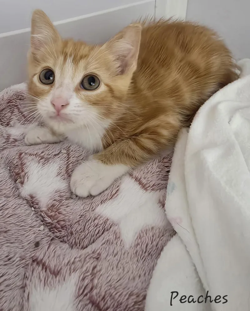 Peaches thumbnail 3