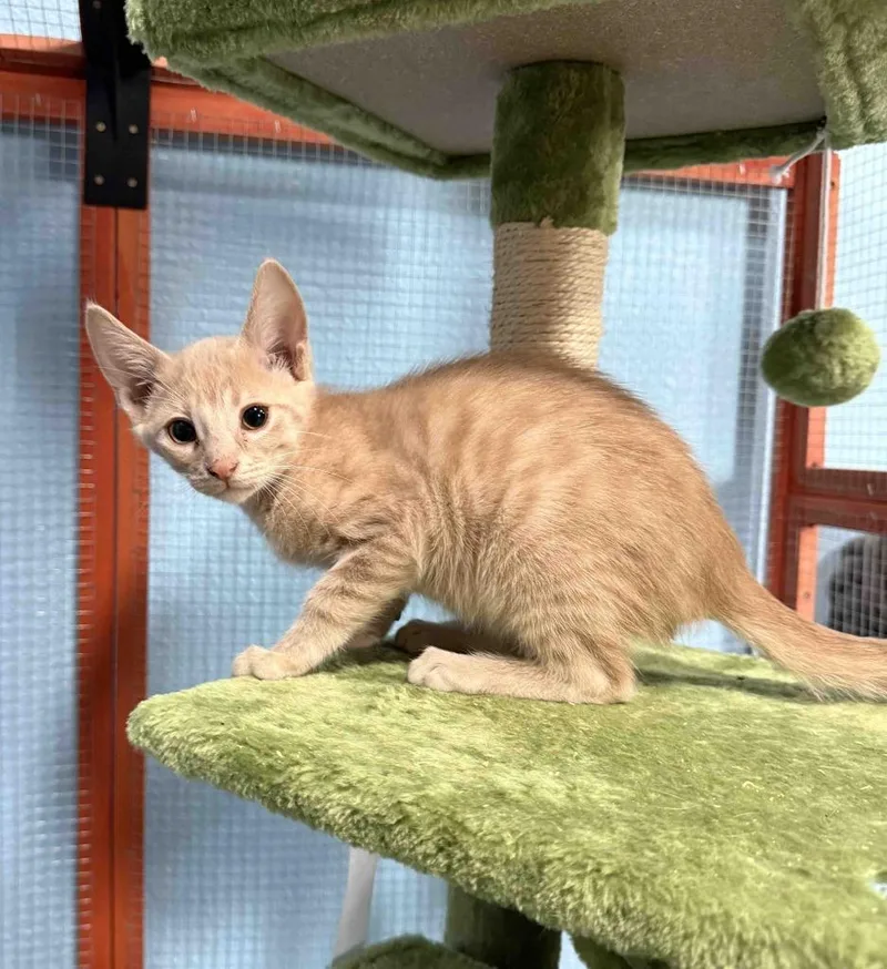 A baby small-sized male American Shorthair cat named Echo for adoption in Glen Rose, TX