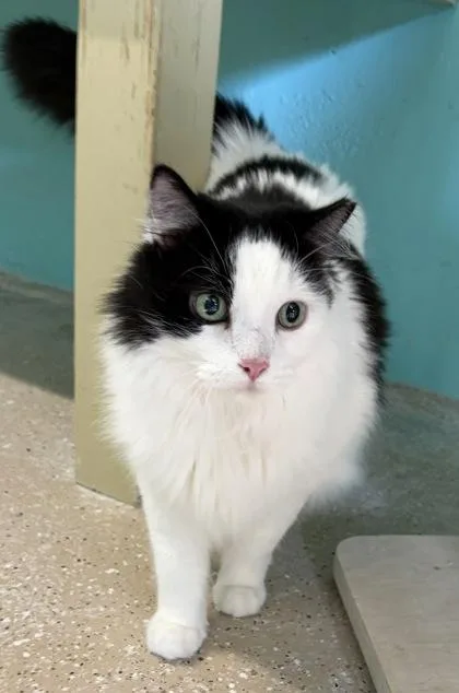 An adult large-sized male White Domestic Long Hair cat named Baby Cloud for adoption in Key West, FL