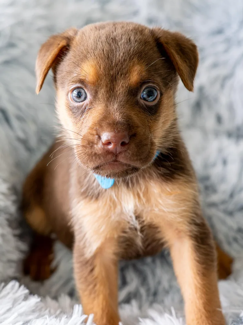 A baby large-sized male Red / Chestnut / Orange Rottweiler dog named Milo for adoption in Globe, AZ