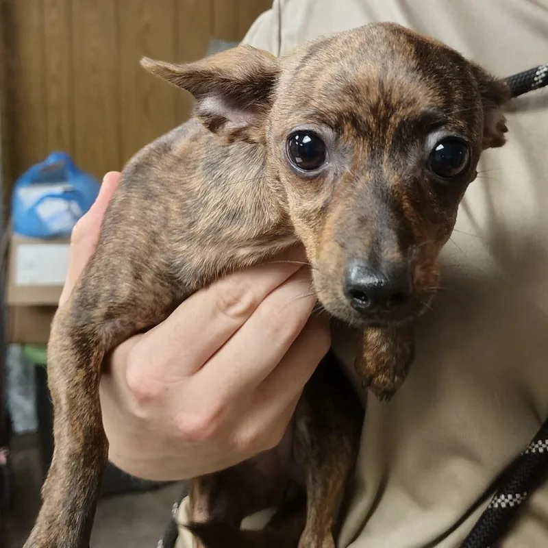 A baby small-sized female Chihuahua dog named Hannah for adoption in Sarasota, FL