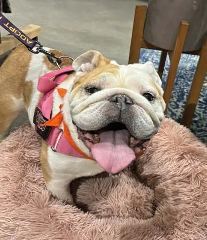 Rudi Pebbles thumbnail 2